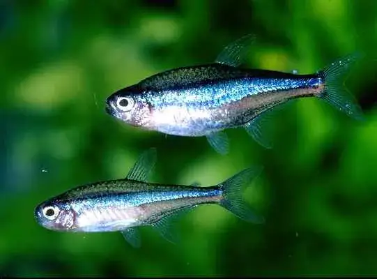 Zdjęcie Co jedzą neonki? Odkryj zdrowe opcje karmienia dla ryb akwariowych