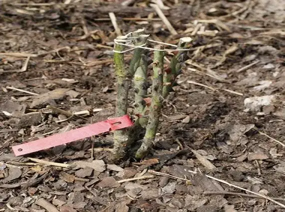 Zdjęcie Róża gdzie sadzić: odkryj idealne miejsca i warunki dla róż