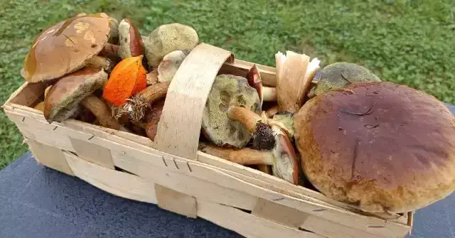 Zdjęcie Gdzie na grzyby z noclegiem? Odkryj najlepsze miejsca na grzybobranie