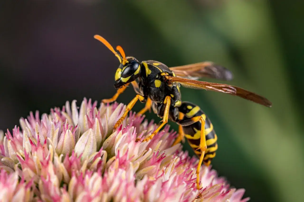 Zdjęcie Jak rozmnażają się osy? Poznaj zaskakujący cykl ich życia