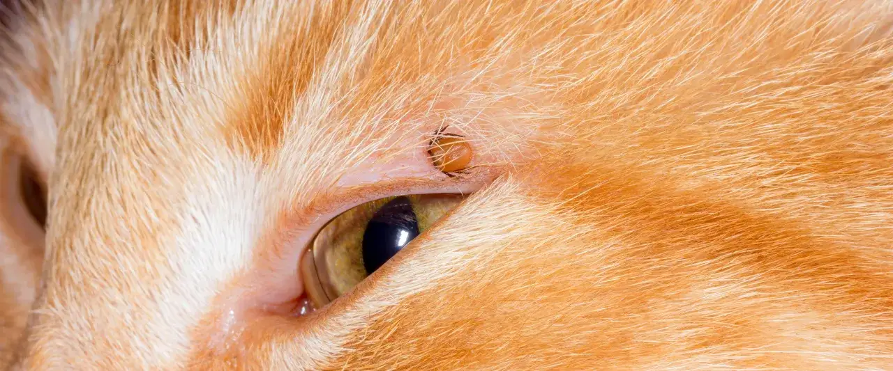 Zdjęcie Jak usunąć kleszcza u kota bez ryzyka dla zdrowia pupila