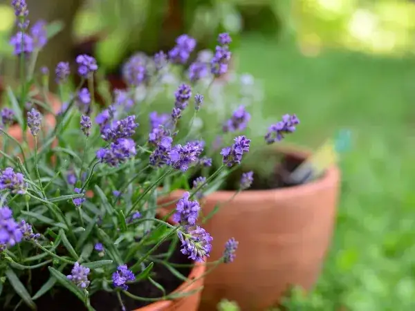Zdjęcie Dlaczego lawenda nie kwitnie? Oto najczęstsze przyczyny i rozwiązania