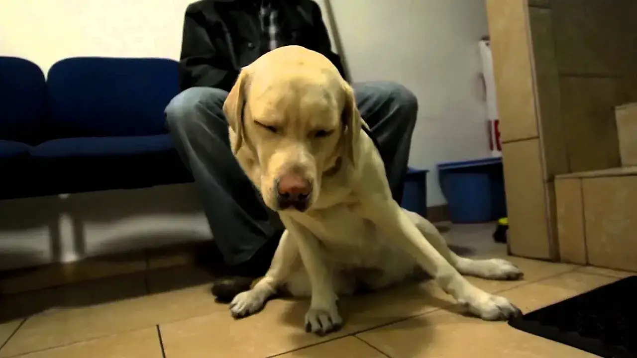 Zdjęcie Ile kosztuje narkoza dla psa? Sprawdź, co wpływa na cenę i jak uniknąć niespodzianek