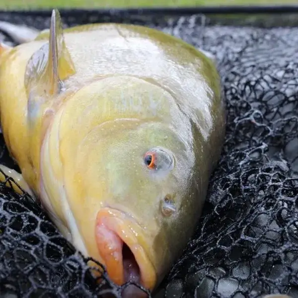 Zdjęcie Jak złowić lina na spławik – skuteczne metody i najlepsze przynęty