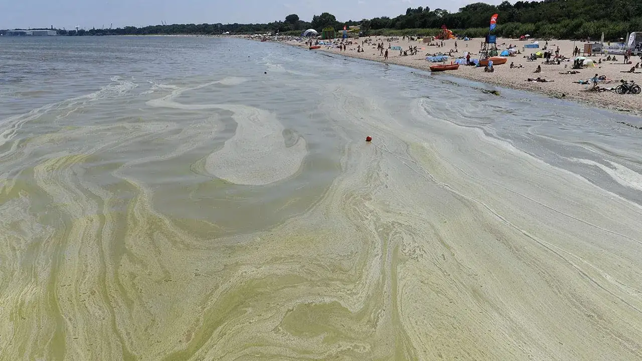 Zdjęcie Sinice w Bałtyku: jak wyglądają i jakie niosą zagrożenia?