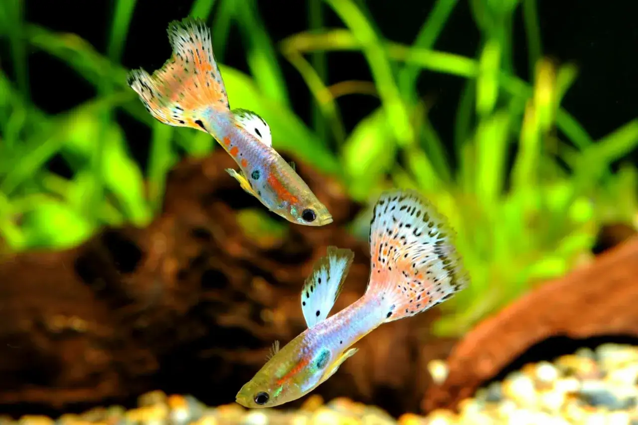 Zdjęcie Czy gupiki potrzebują filtra? Klucz do zdrowego akwarium i ryb