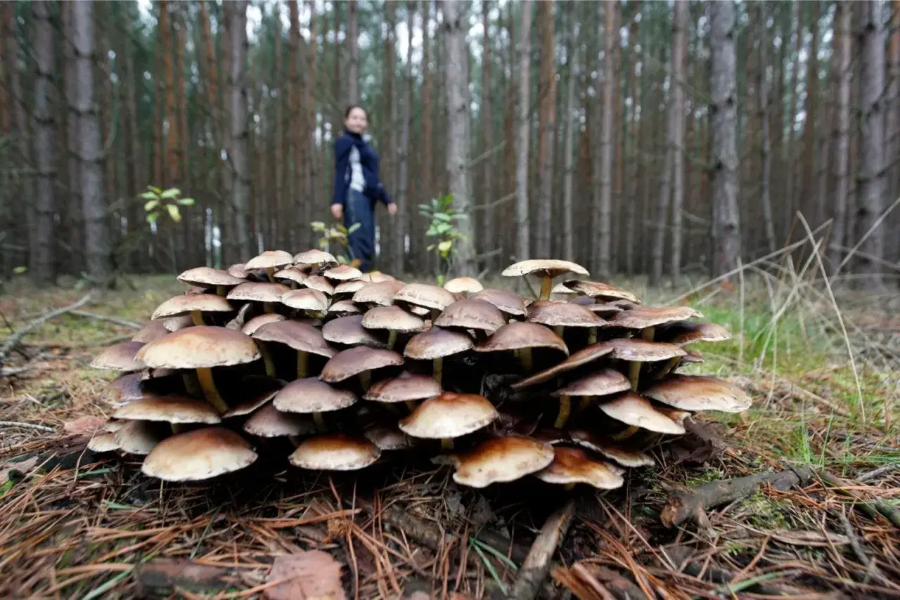 Zdjęcie Gdzie na grzyby Kołobrzeg - najlepsze miejsca na udane zbiory