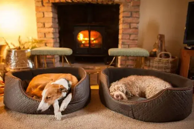 Zdjęcie Jak założyć hotel dla psów - uniknij najczęstszych błędów i kosztów