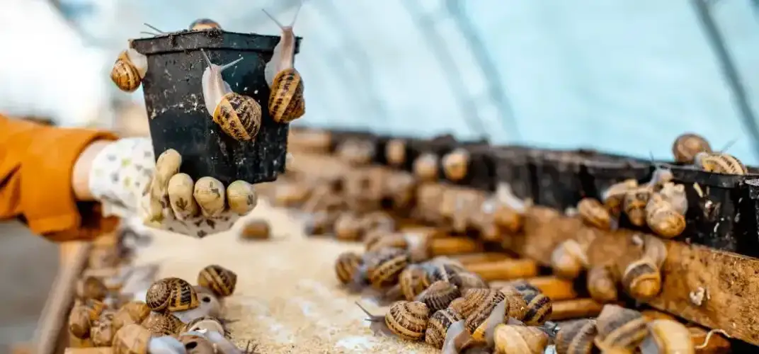 Zdjęcie Hodowla ślimaków od czego zacząć – kluczowe kroki i porady dla początkujących