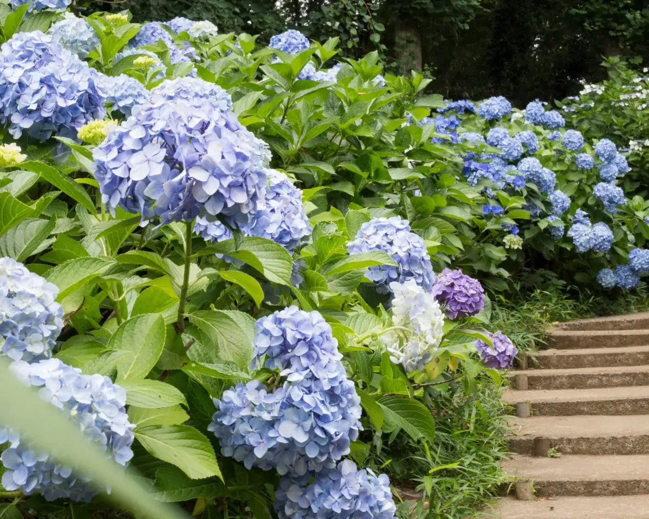 Zdjęcie Hortensja ogrodowa czy bukietowa - jak wybrać idealną do ogrodu?