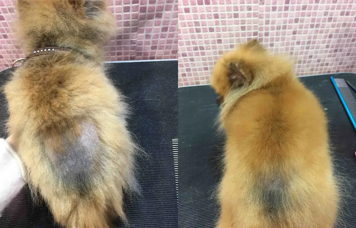 Zdjęcie Czy sierść psa odrasta po strzyżeniu? Sprawdź, co wpływa na regrowth