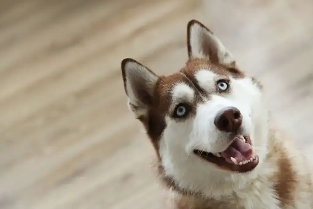 Zdjęcie Ile kosztuje husky z hodowli? Poznaj ukryte koszty i pułapki