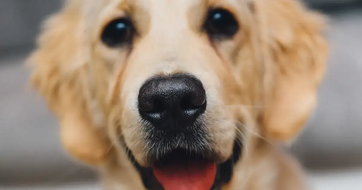 Zdjęcie Reinkarnacja psa – czy naprawdę możemy znów spotkać naszych pupili?