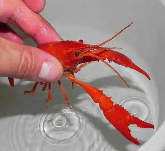 Zdjęcie Czym żywi się rak? Odkryj tajemnice diety raków w naturze i akwarium