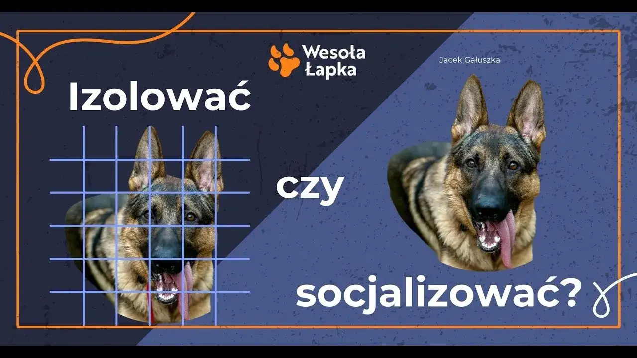 Zdjęcie Czy owczarek niemiecki jest agresywny? Prawda o tej rasie psów