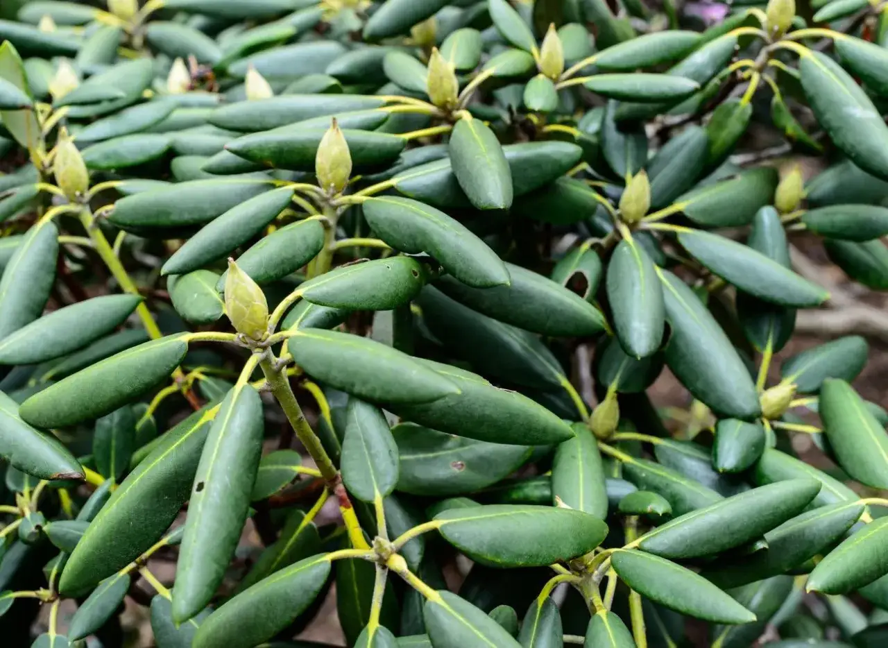 Zdjęcie Jak przycinać rododendrony, aby uniknąć błędów i cieszyć się zdrowiem roślin