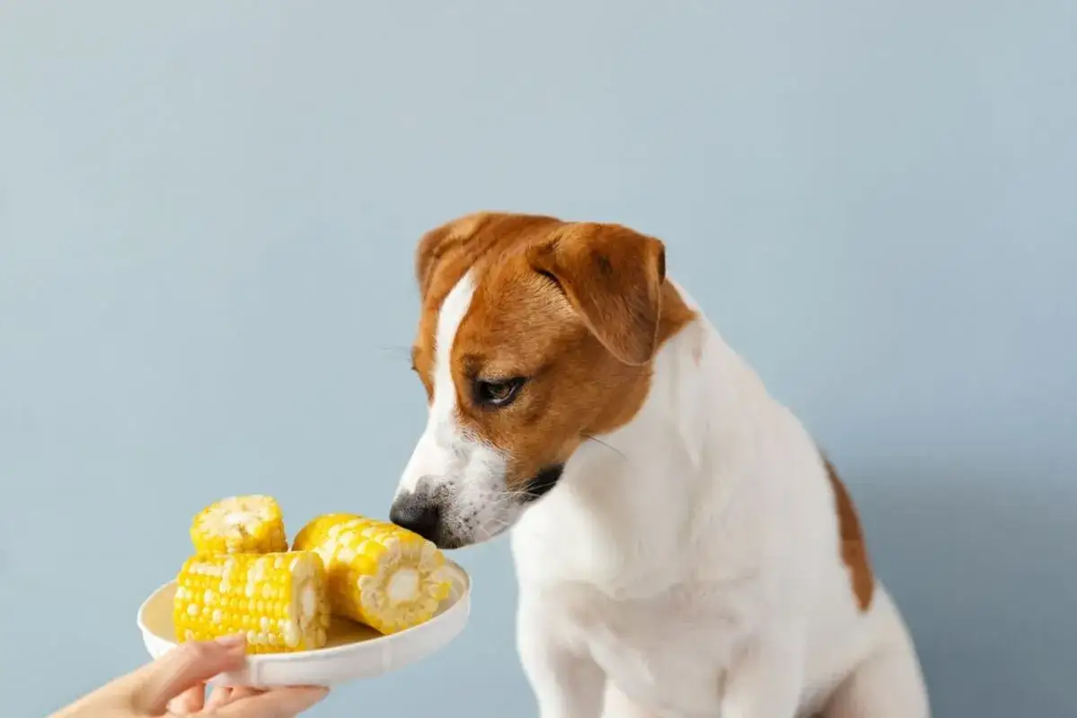 Zdjęcie Czy pies może jeść kukurydzę z puszki? Sprawdź, co musisz wiedzieć