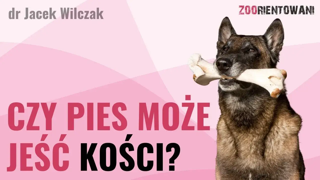 Zdjęcie Czy pies może jeść kości z kurczaka? Unikaj niebezpieczeństw dla zdrowia