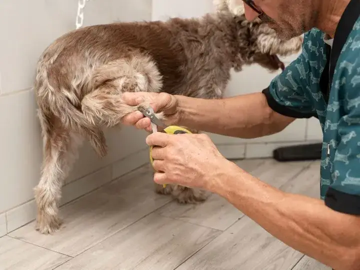 Zdjęcie Jak obcinać psu pazury: Sprawdzone metody i techniki