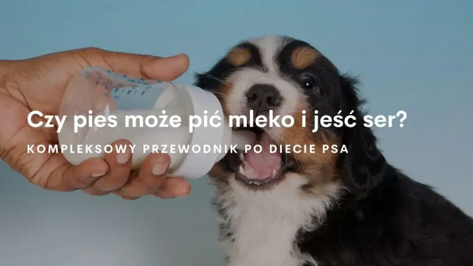 Zdjęcie Czy pies może jeść mleko: Prawda o karmieniu i skutkach ubocznych