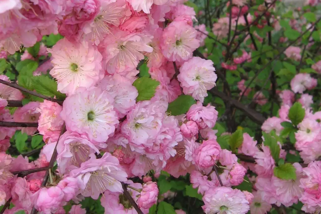 Zdjęcie Migdałek kiedy sadzić – najlepsze terminy i praktyki dla zdrowych roślin