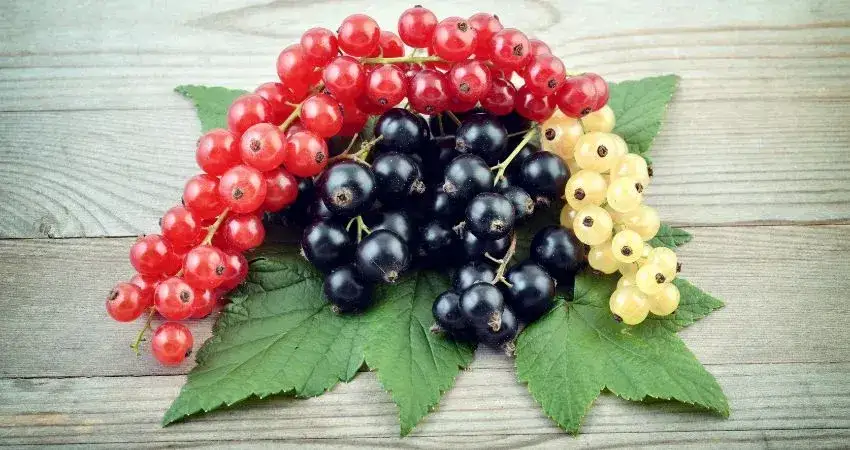 Zdjęcie Czy pies może jeść porzeczki? Bezpieczne zasady i potencjalne ryzyko