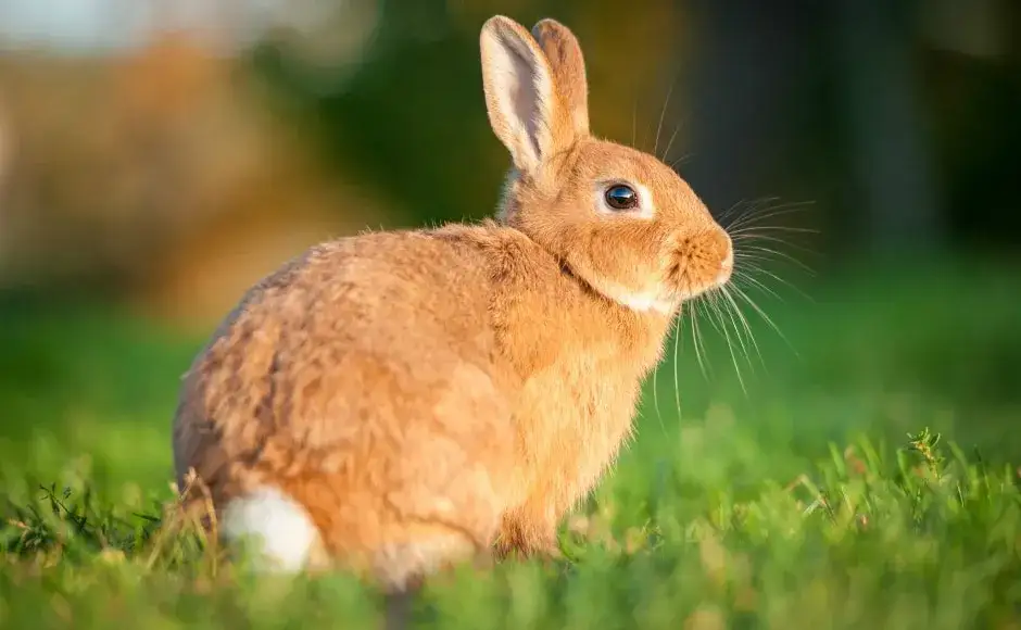 Zdjęcie Czy sierść królika uczula? Oto, co musisz wiedzieć o alergenach