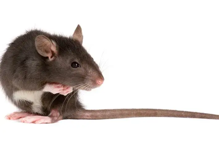 Zdjęcie Jak szczur okazuje ból i jak go rozpoznać, aby pomóc mu