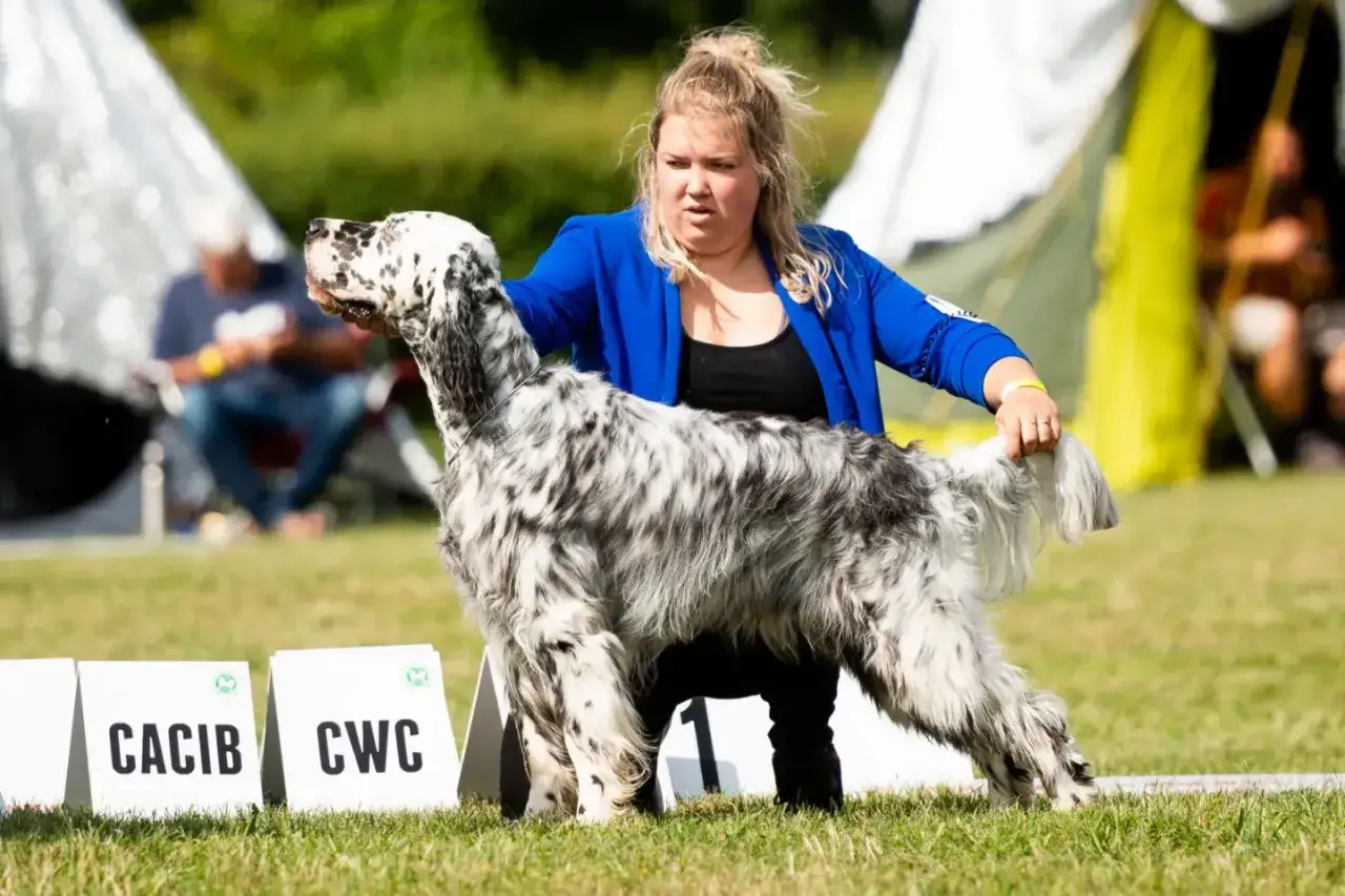 Zdjęcie Zarobki na wystawach psów: realne przychody i koszty w branży