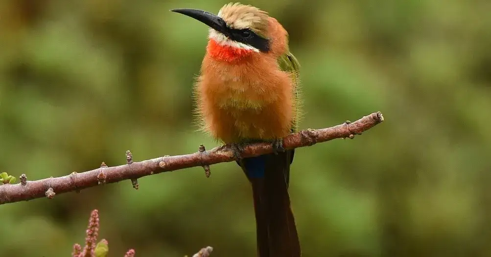 Zdjęcie Który ptak jest symbolem RPA? Poznaj żurawia rajskiego i jego znaczenie