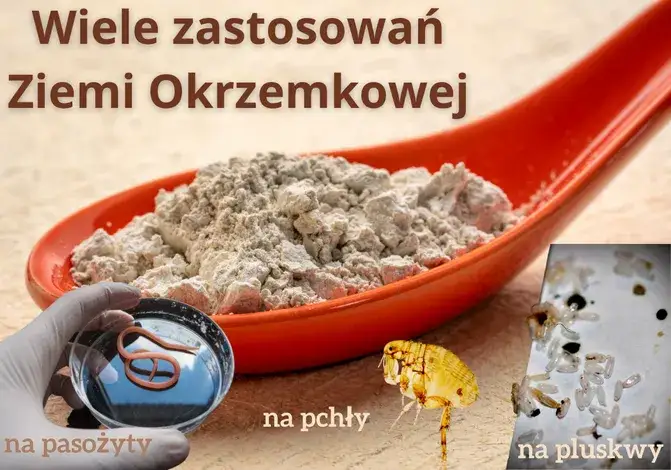 Zdjęcie  Ziemia okrzemkowa - wszystko o najważniejszych zastosowaniach i właściwościach tego składnika