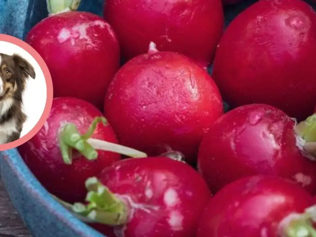 Zdjęcie Czy pies może jeść rzodkiewkę: bezpieczna przekąska i wartości odżywcze