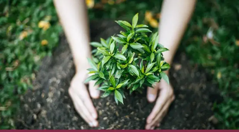 Zdjęcie A qué separación de un muro se planta un arbusto para evitar problemas