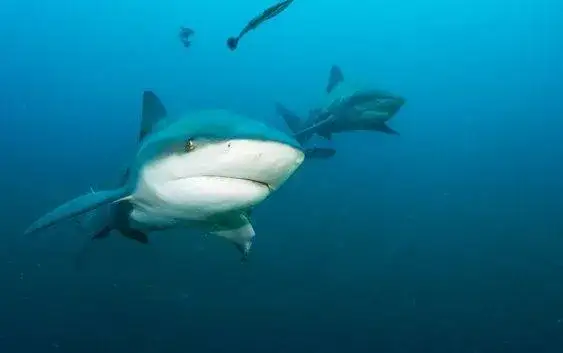 Zdjęcie Jak rozmnażają się rekiny? Odkryj fascynujące metody ich rozmnażania