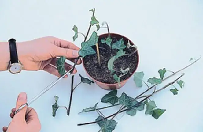 Zdjęcie Jak rozmnożyć bluszcz ogrodowy - skuteczne metody i cenne porady.