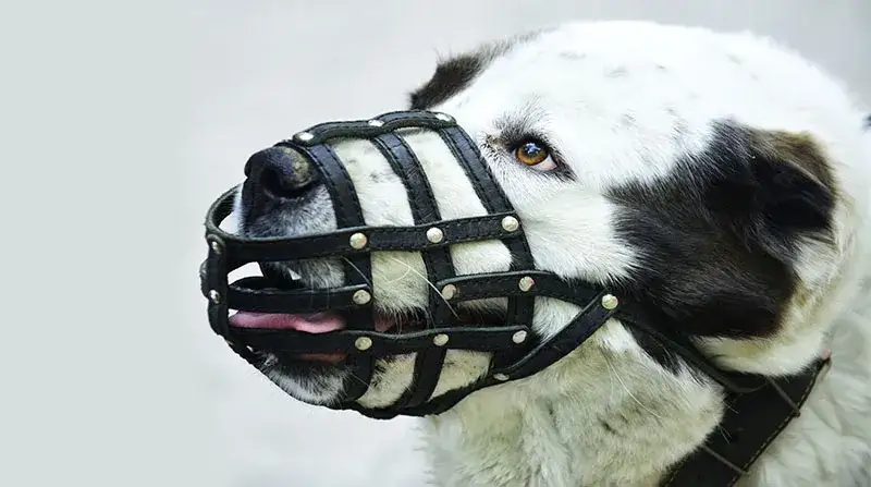 Zdjęcie Jak dobrać kaganiec dla psa, aby zapewnić mu komfort i bezpieczeństwo