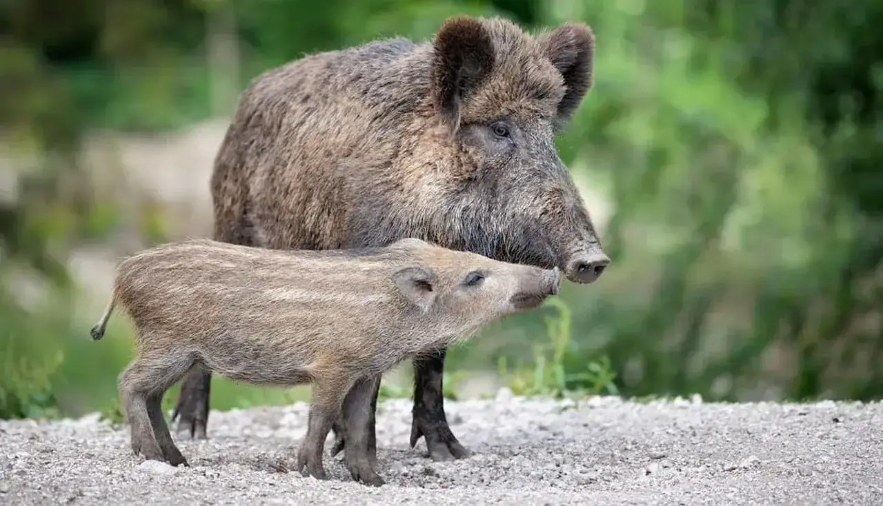 Zdjęcie Co oznacza spotkanie dzika w snach? Odkryj znaczenie