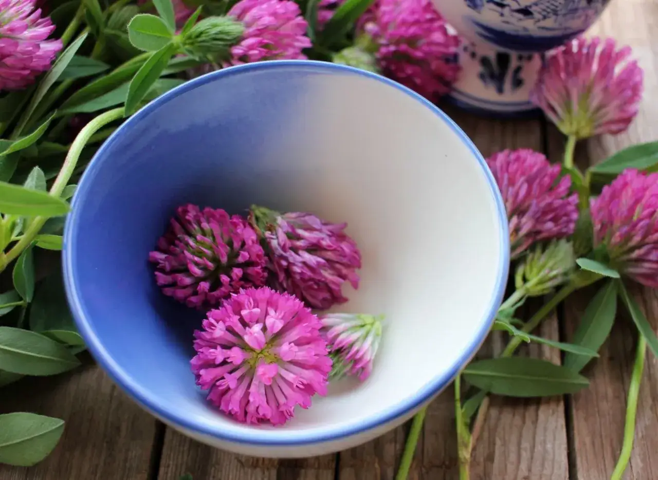 Zdjęcie Chwast czerwona koniczyna: jak walczyć z nim i wykorzystać jego moc