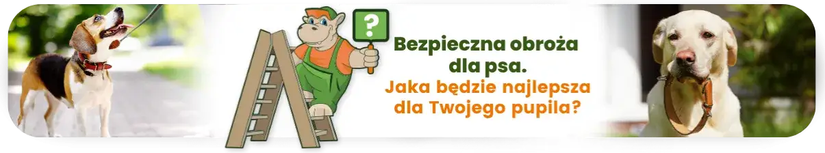 Zdjęcie Jaką obrożę wybrać dla psa, aby zapewnić mu komfort i bezpieczeństwo?