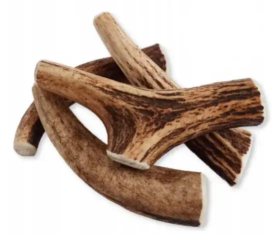 Zdjęcie Jak przygotować poroże jelenia dla psa, aby było bezpieczne i zdrowe