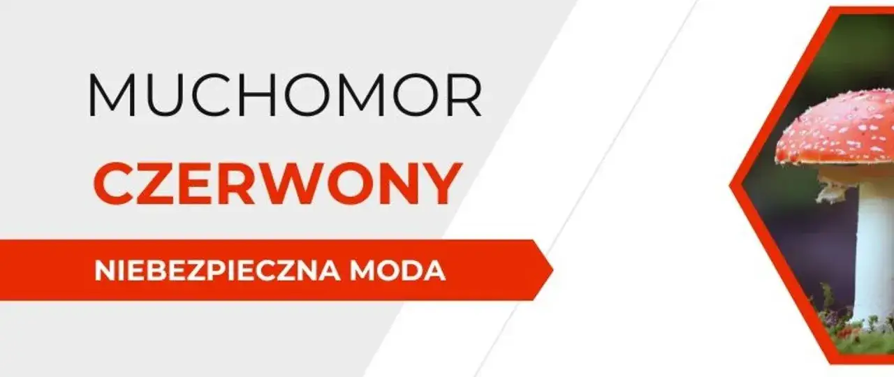Zdjęcie Grzyby halucynogenne hyperreal: niebezpieczeństwa i efekty działania
