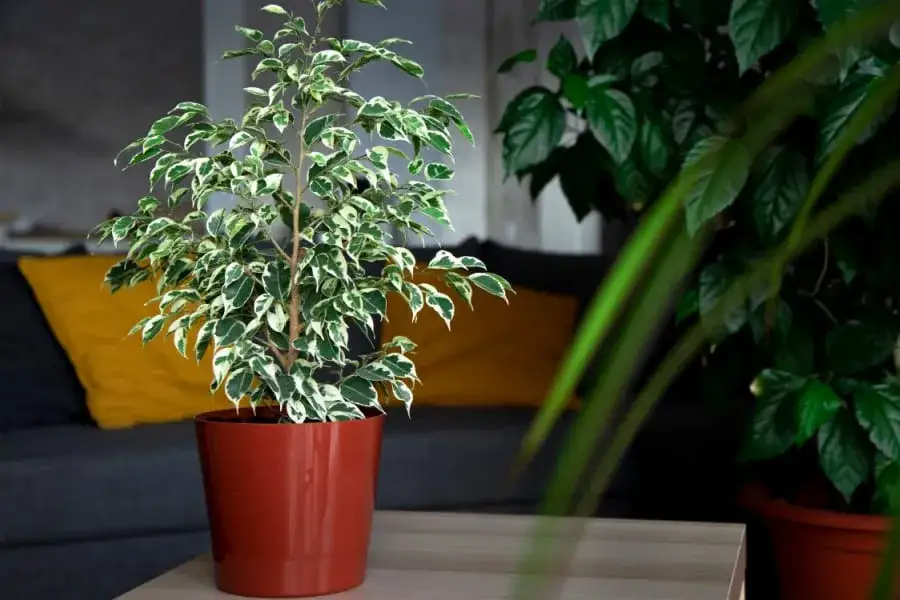 Zdjęcie Czy fikus jest trujący dla kota? Poznaj objawy zatrucia i skuteczną pomoc