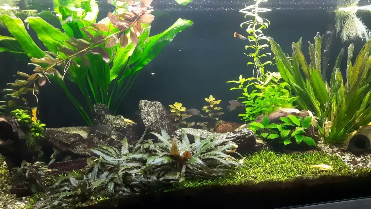 Zdjęcie Jaką wodę wlewać do akwarium, aby uniknąć problemów z rybami?