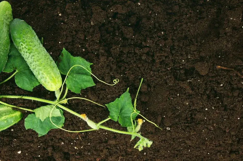 Zdjęcie Jak siać ogórki do gruntu: 5 kroków do bujnego plonu w ogrodzie