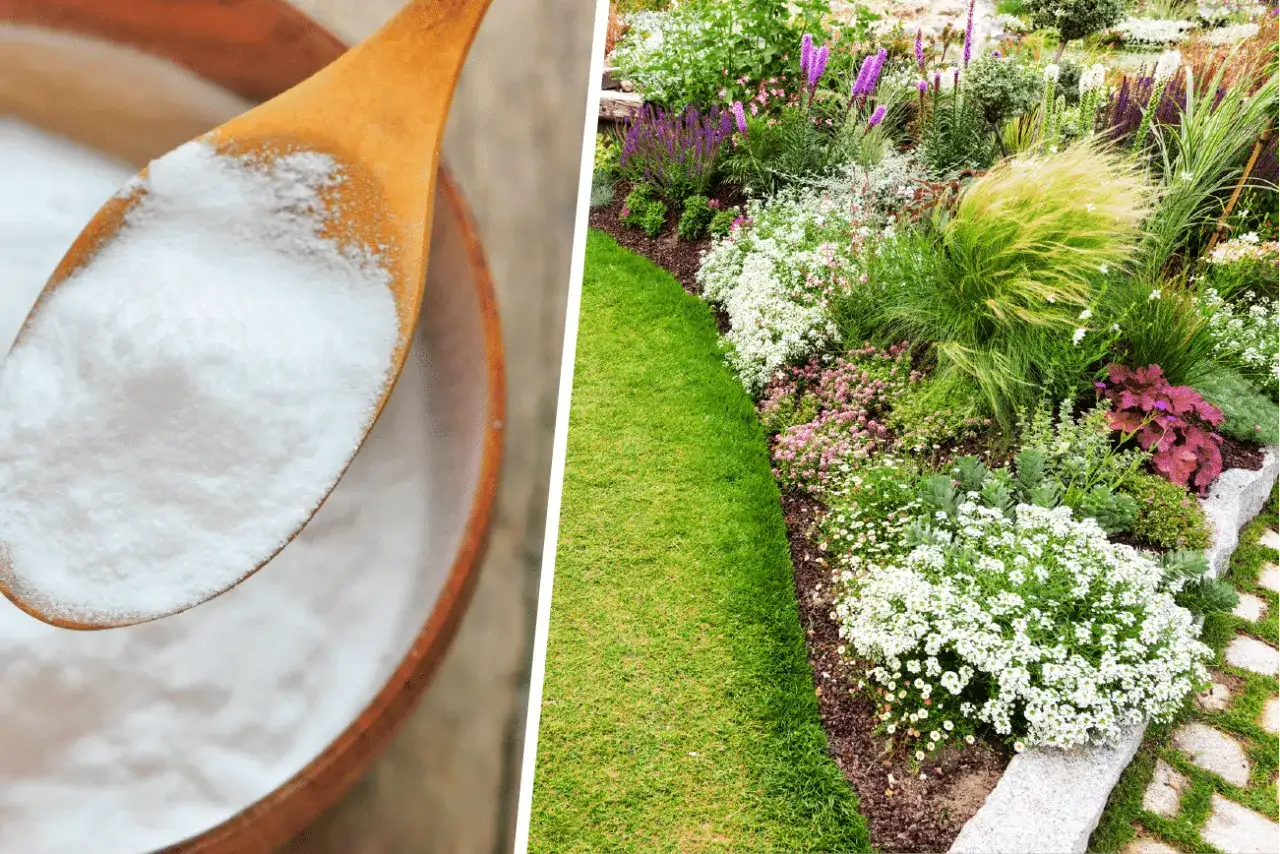 Zdjęcie Soda jako nawóz: Naturalna metoda wzmacniania Twoich roślin