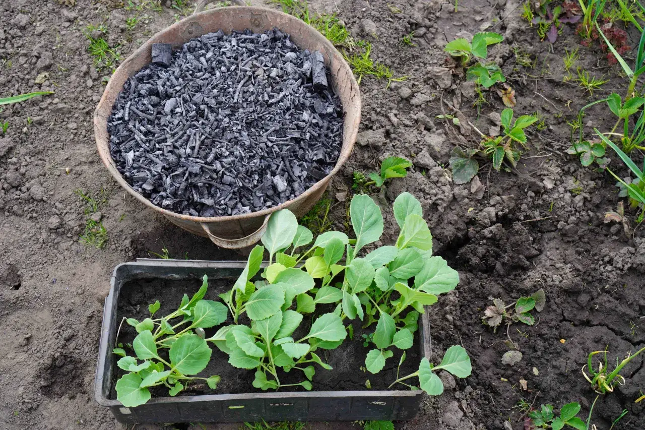 Zdjęcie Czy popiół to dobry nawóz? Sprawdź, jak może zaszkodzić roślinom