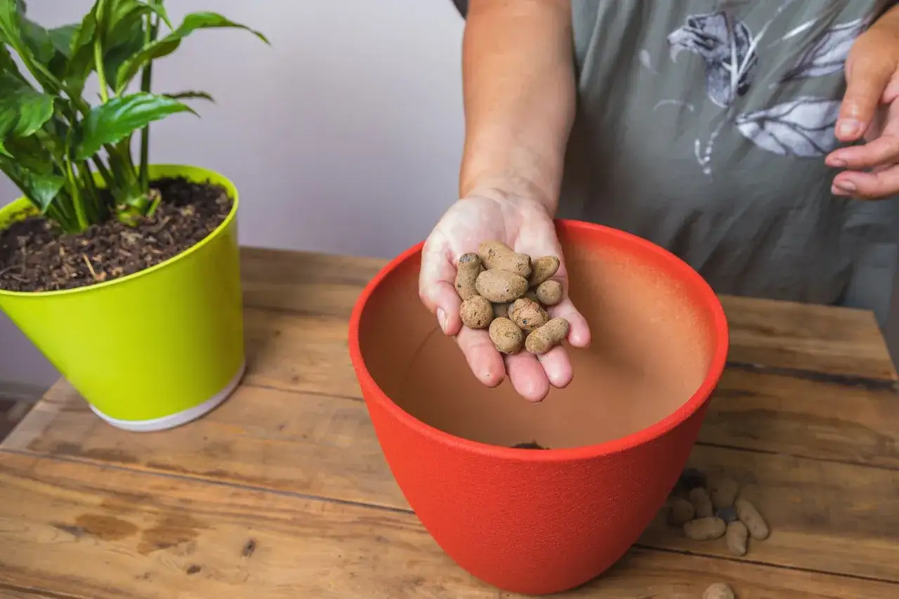 Zdjęcie Jak sadzić kwiaty w doniczce bez dziur, aby uniknąć gnicia korzeni