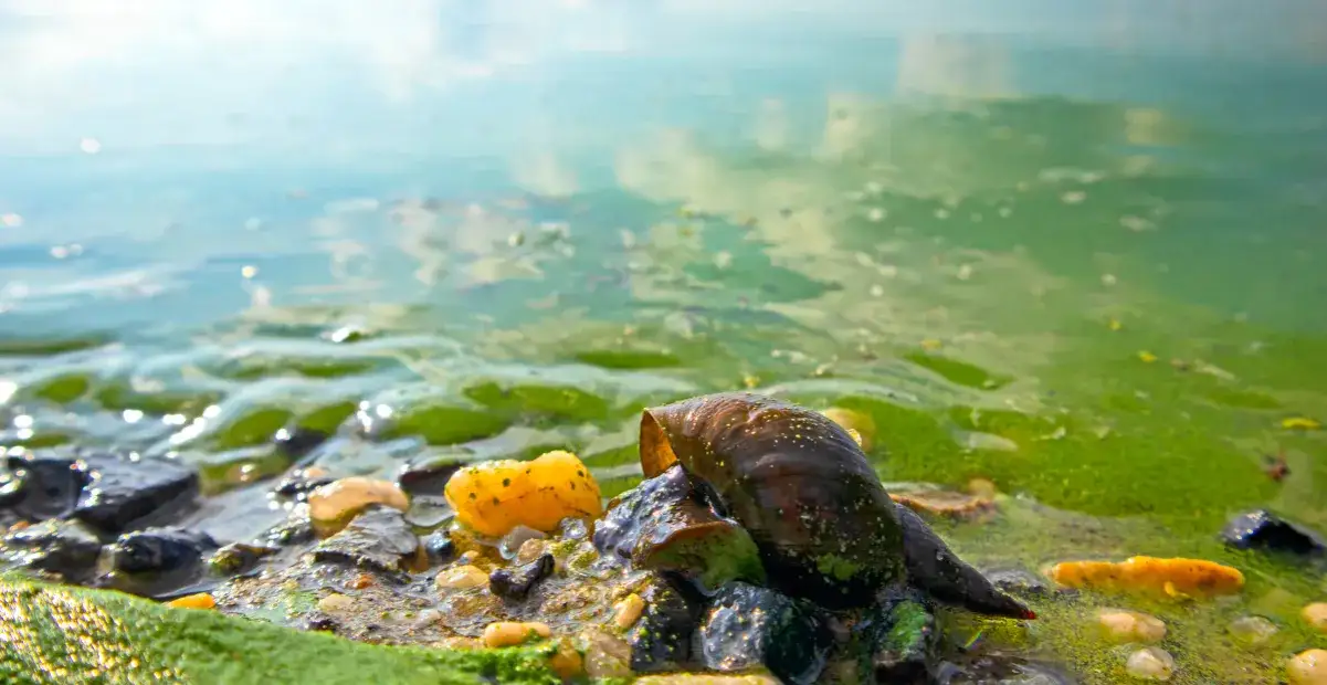 Zdjęcie Gdzie sinice w Bałtyku? Sprawdź niebezpieczne kąpieliska latem