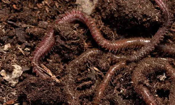 Zdjęcie Co symbolizują larwy w snach? Odkryj ukryte znaczenie