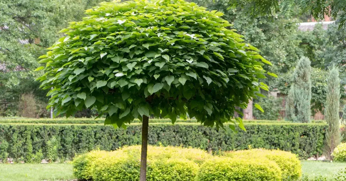 Zdjęcie Jak skutecznie przycinać katalpę, aby uniknąć błędów i zapewnić zdrowy wzrost